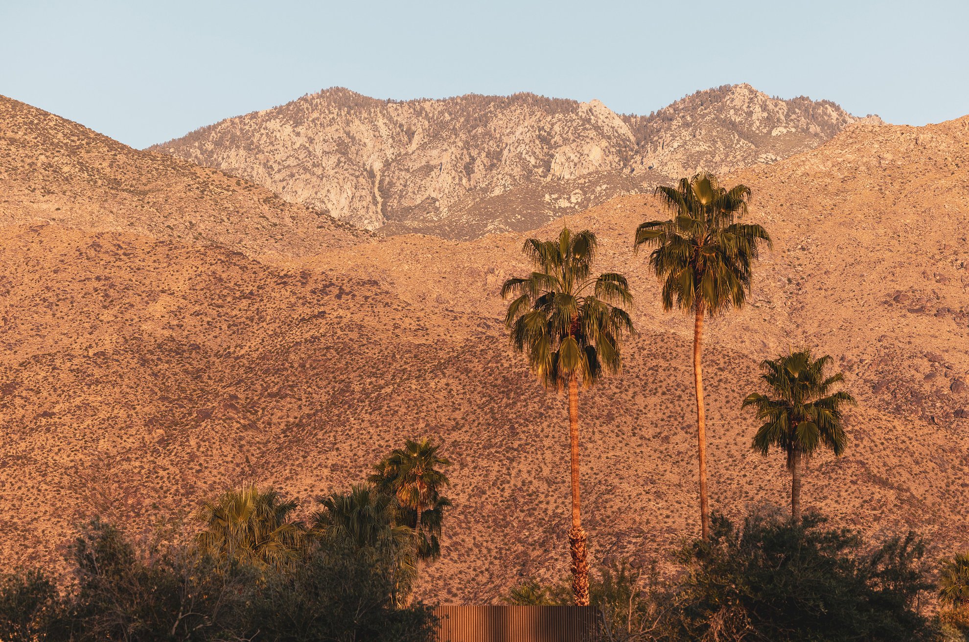 Palm tree and tall mountains that surround our Palm Springs luxury hotel, Hermann Bungalows.